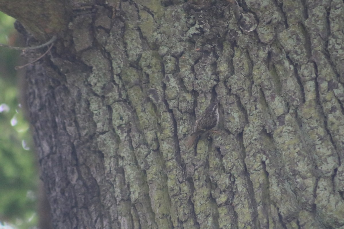 Short-toed Treecreeper - Eric Shaphran