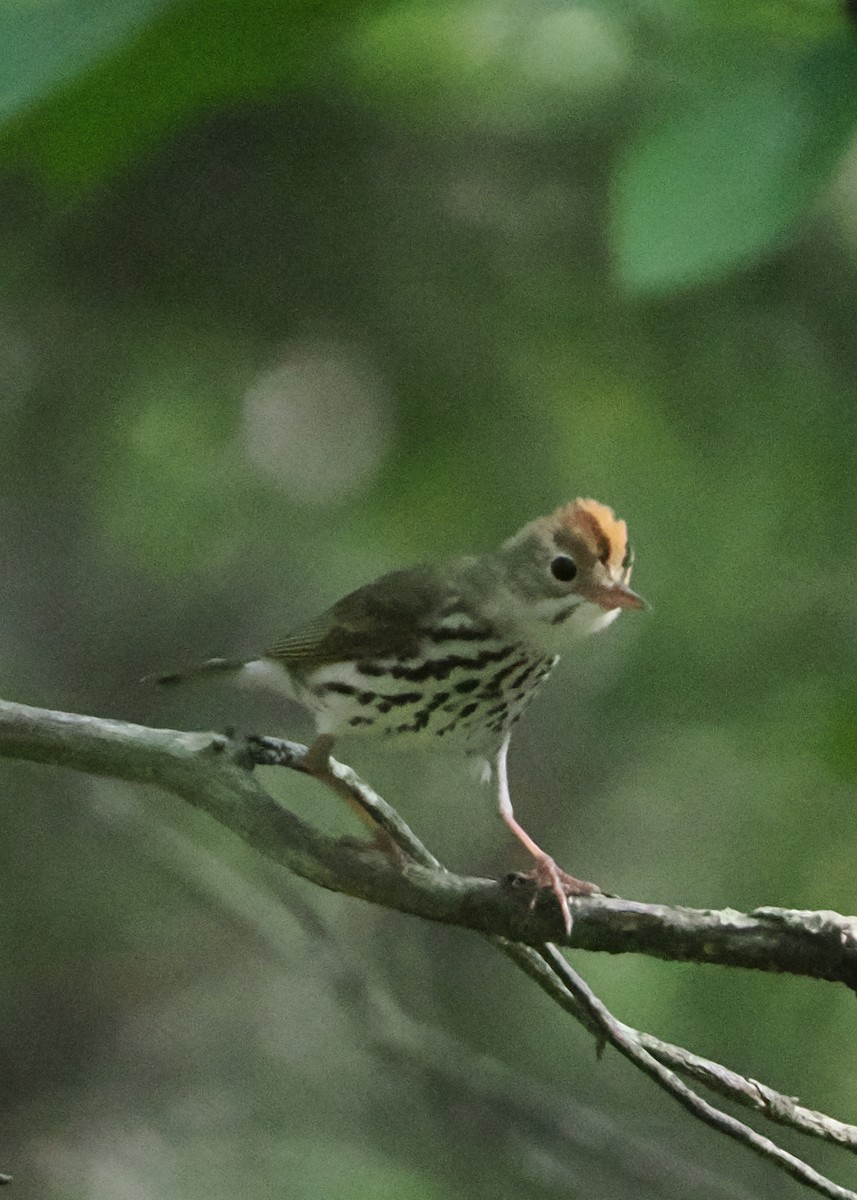 Ovenbird - ML589677941