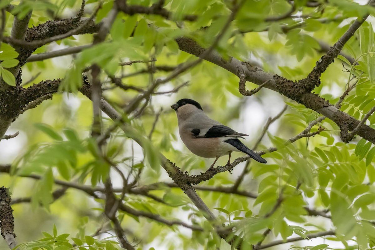 Eurasian Bullfinch - ML589678051