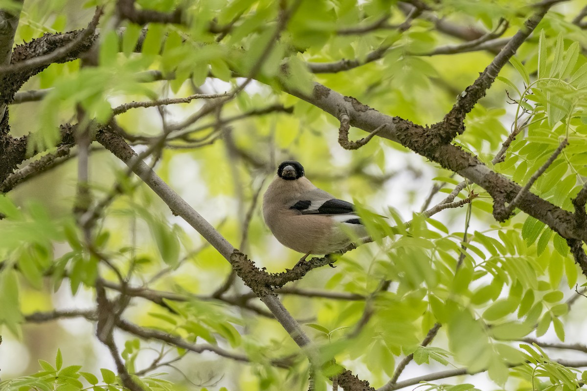 Eurasian Bullfinch - ML589678061