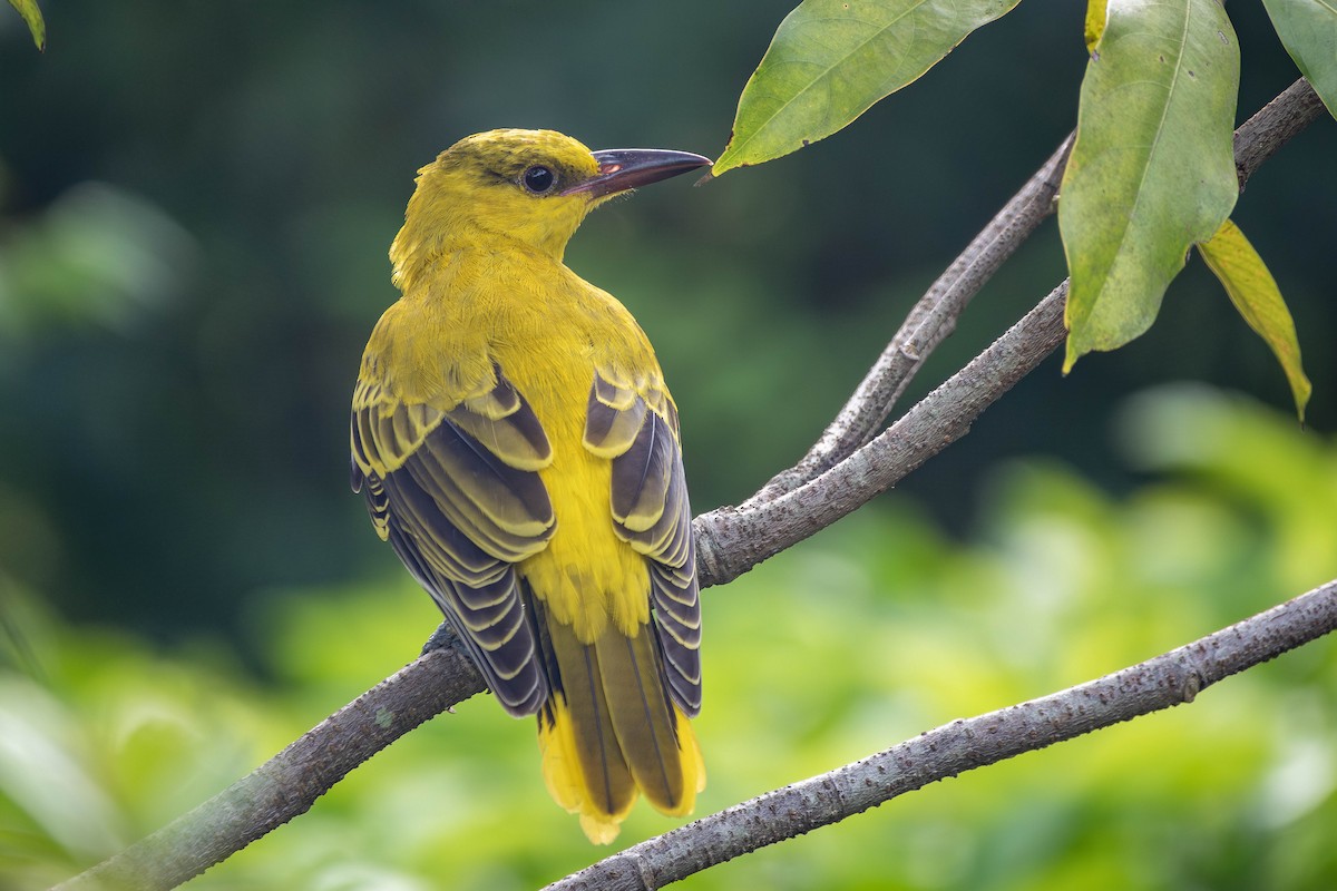 Black-naped Oriole - Yifei Zheng