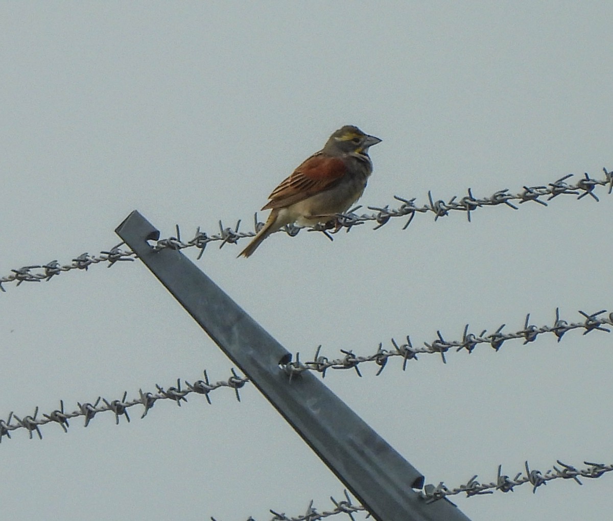 Dickcissel - ML589678901