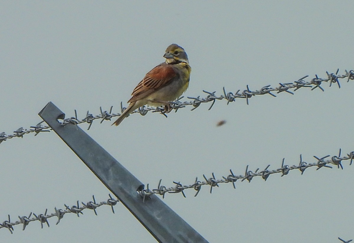 Dickcissel - ML589678911