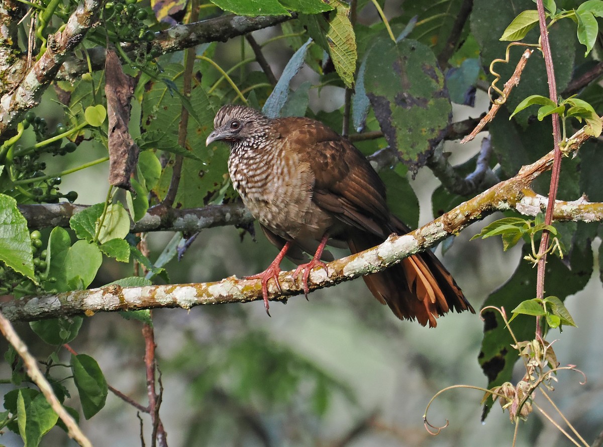 Speckled Chachalaca - ML589679311