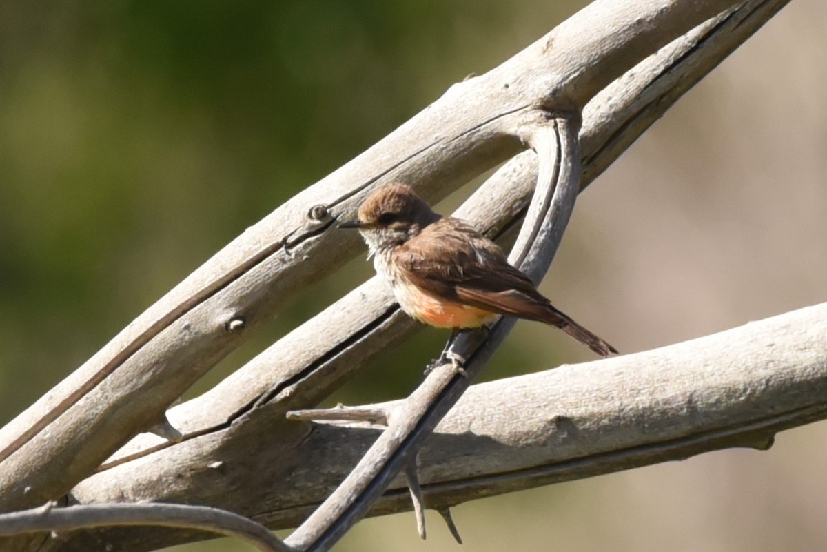 Vermilion Flycatcher - ML589680291