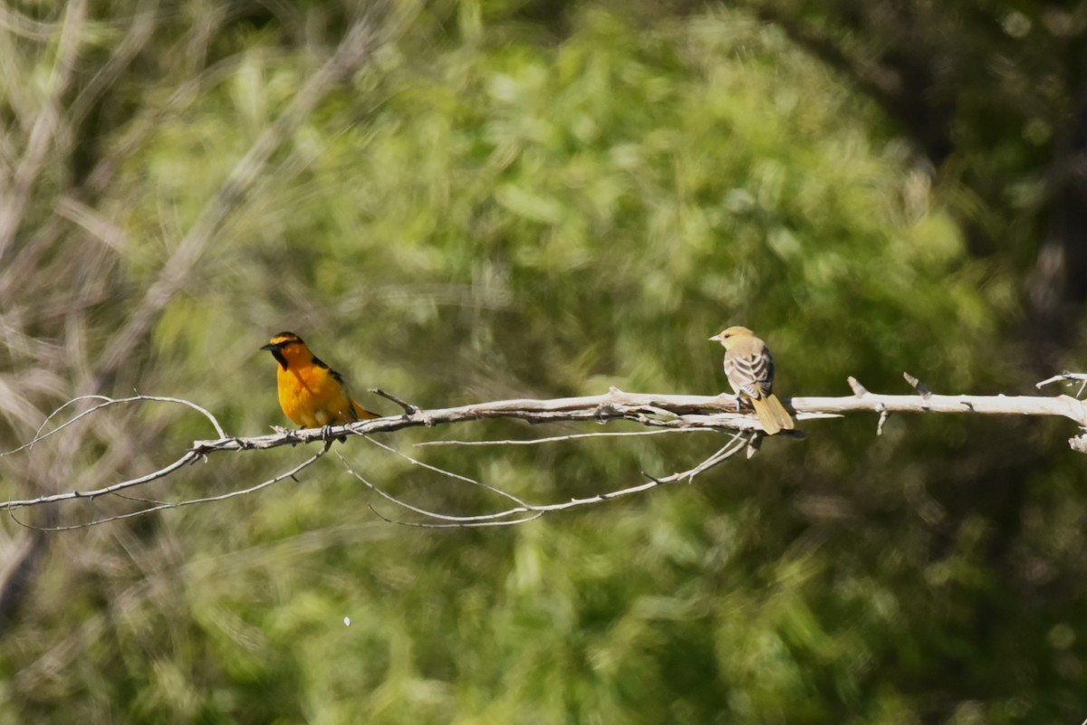 Bullock's Oriole - ML589680381