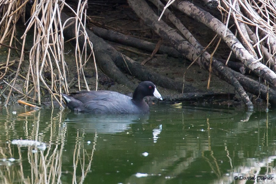 American Coot - ML58968041