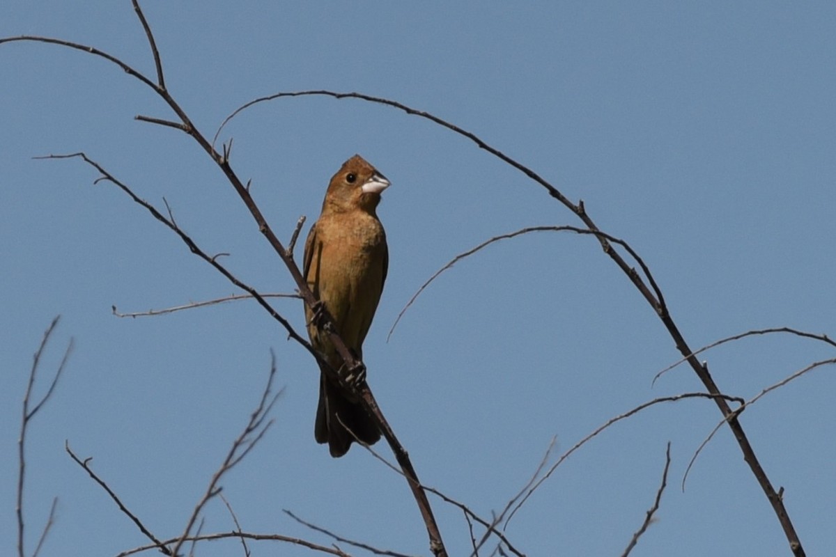 Blue Grosbeak - ML589680421