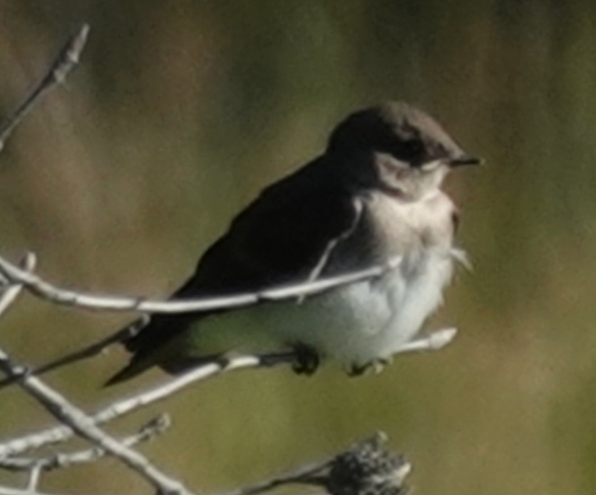 Northern Rough-winged Swallow - ML589680651
