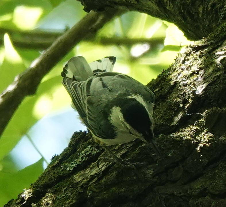 White-breasted Nuthatch - ML589680811