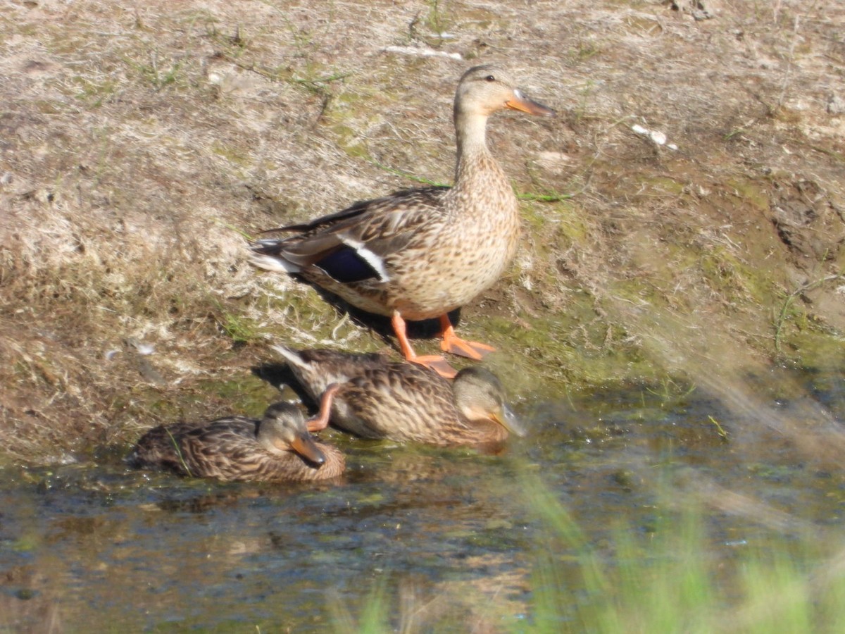 Mallard - Marcea Marine