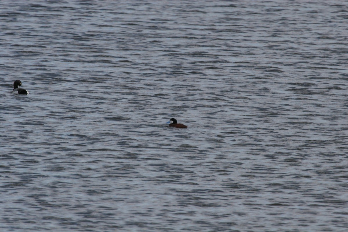 Ruddy Duck - ML58968191