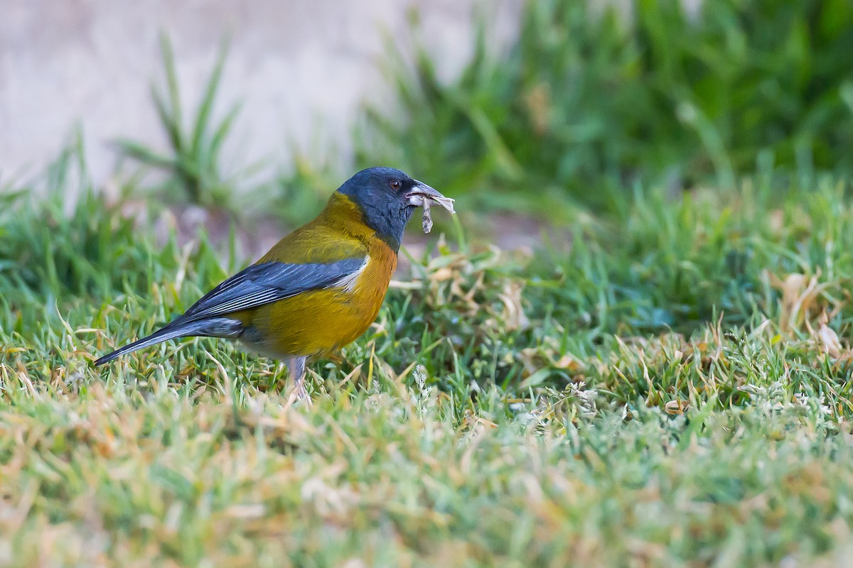 Peruvian Sierra Finch - ML589683961