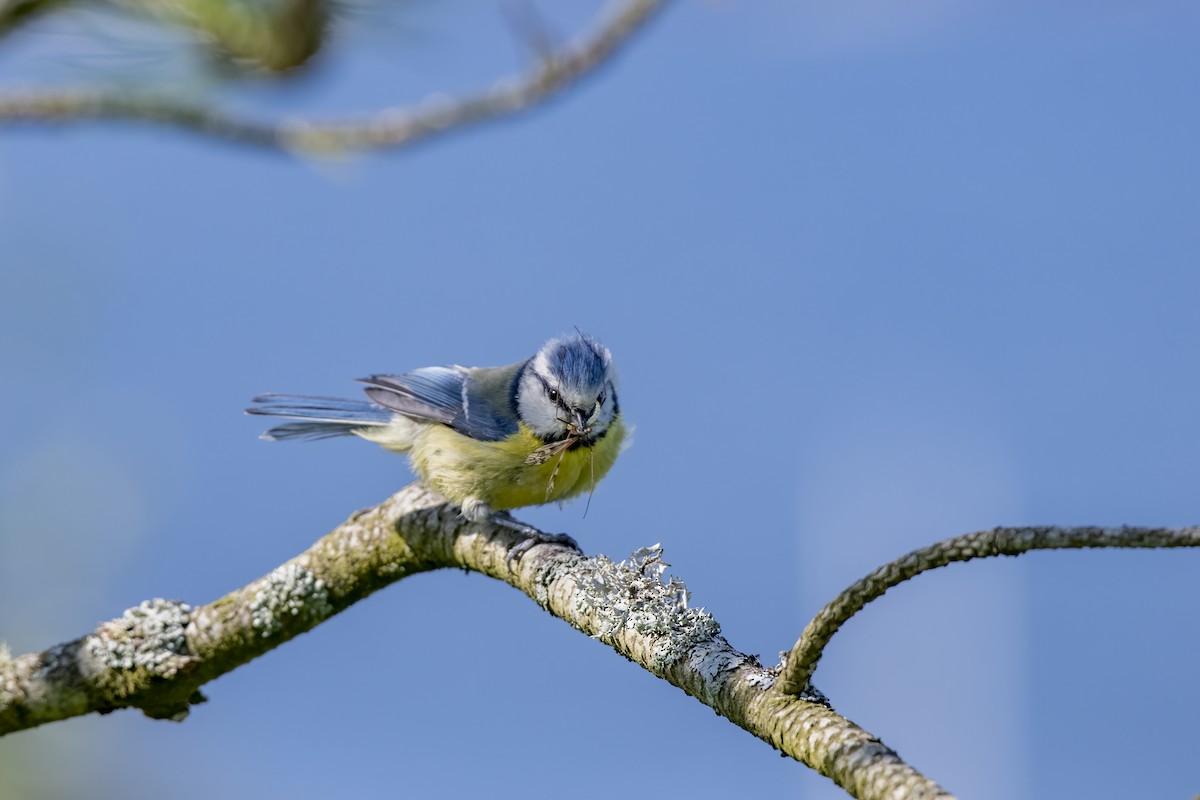 Cinciarella - ML589684441