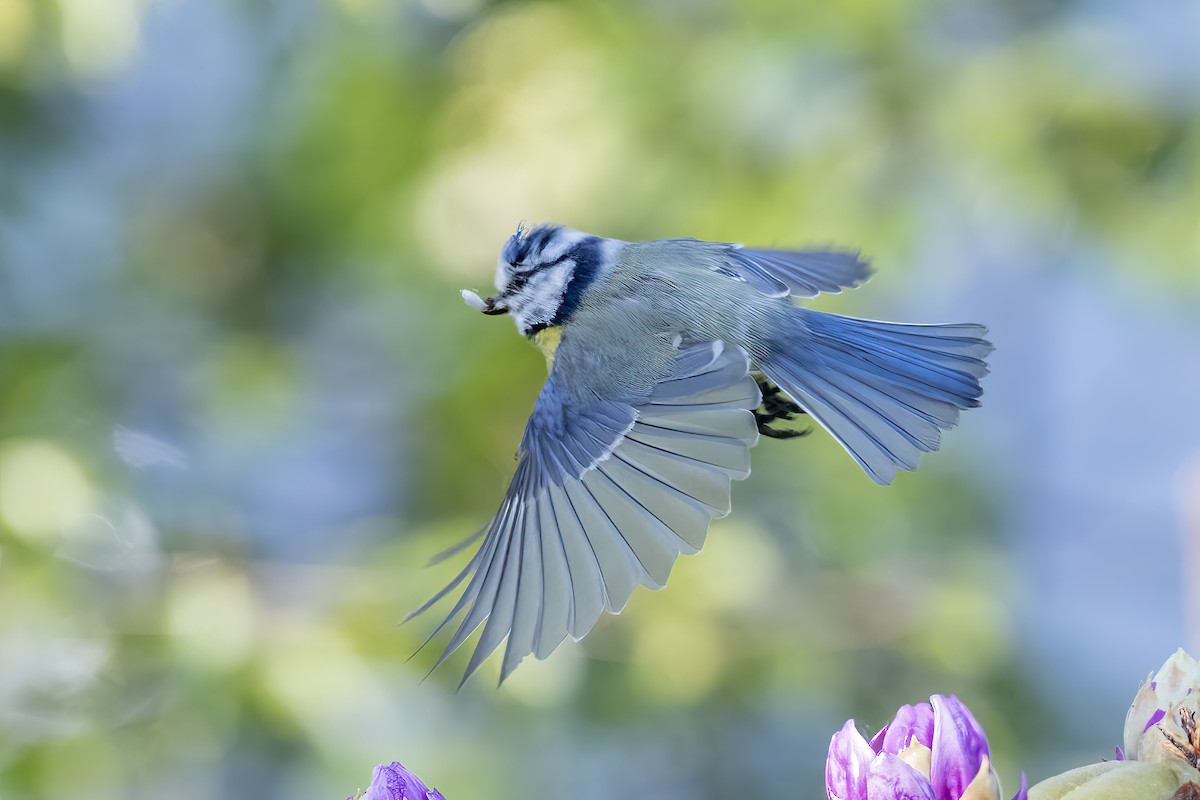 Cinciarella - ML589684461