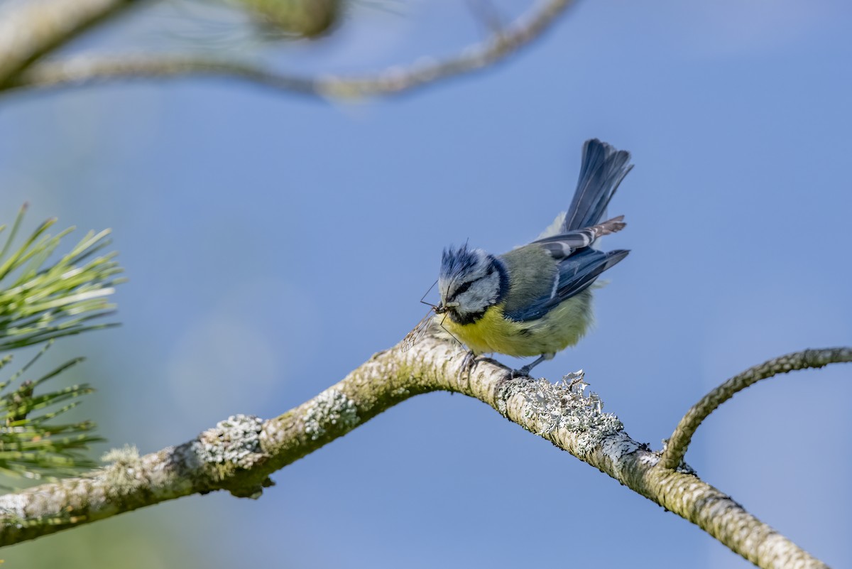 Cinciarella - ML589684471