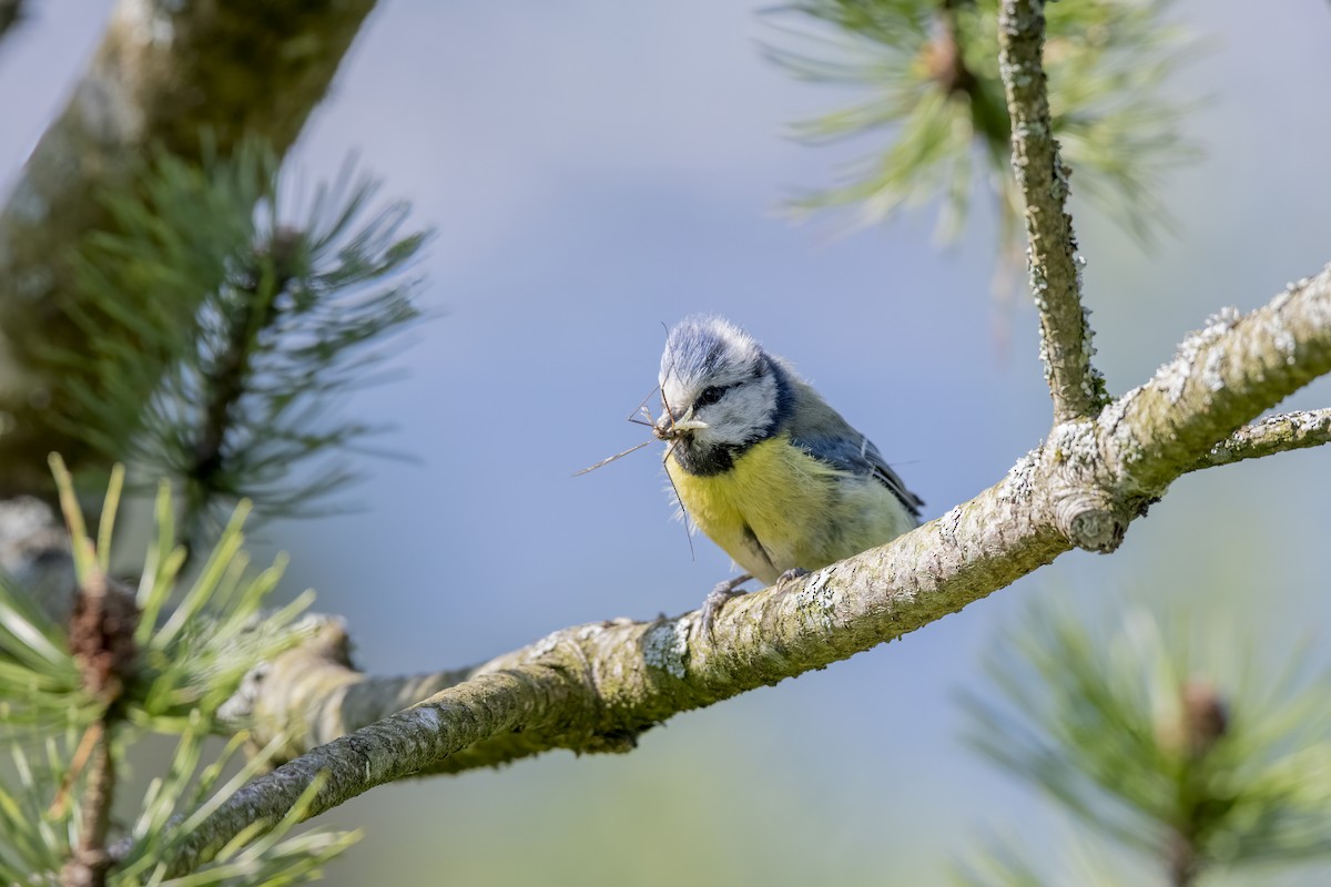 Cinciarella - ML589684481