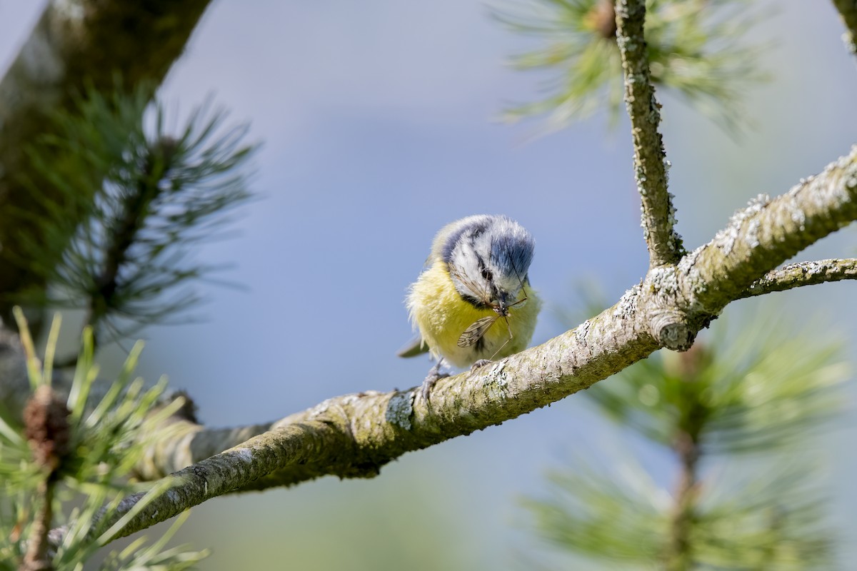 Cinciarella - ML589684491