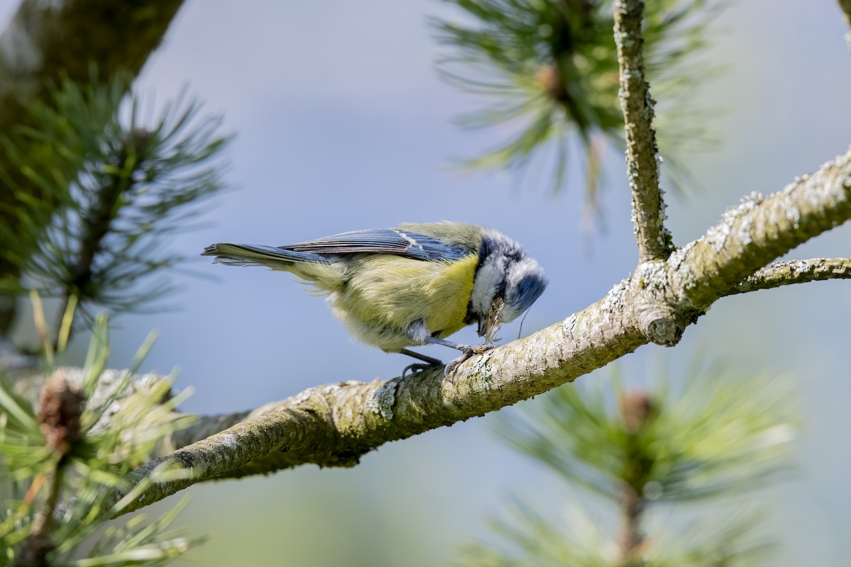 Cinciarella - ML589684501