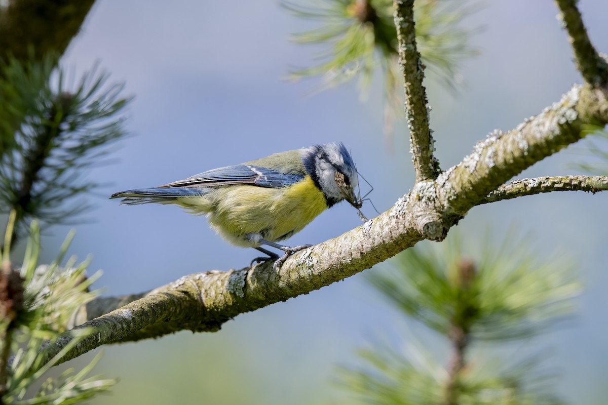 Cinciarella - ML589684511