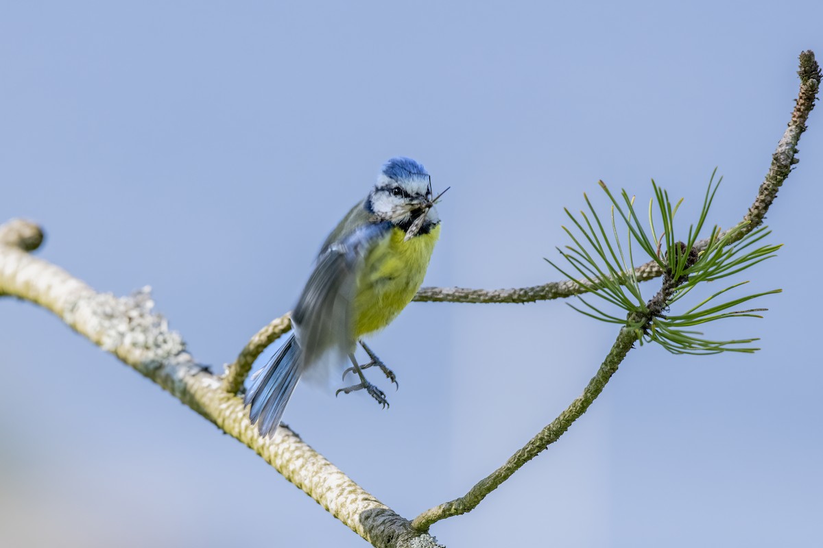 Cinciarella - ML589684521