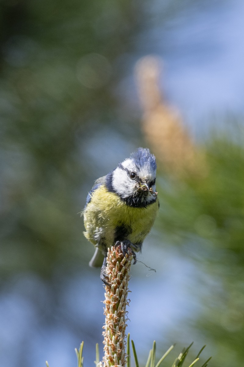 Cinciarella - ML589684531