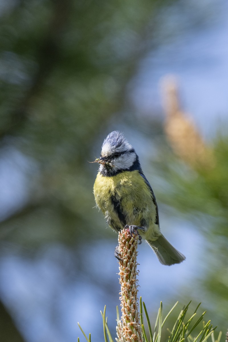 Cinciarella - ML589684541