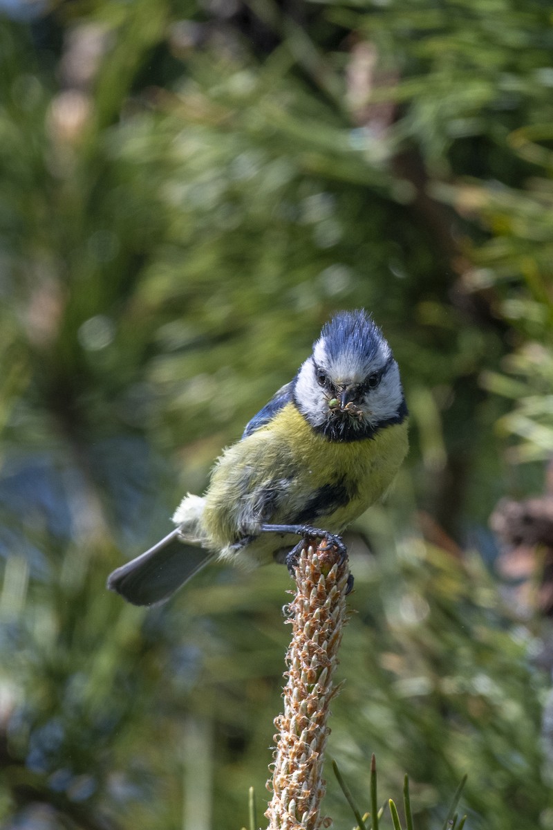 Cinciarella - ML589684551