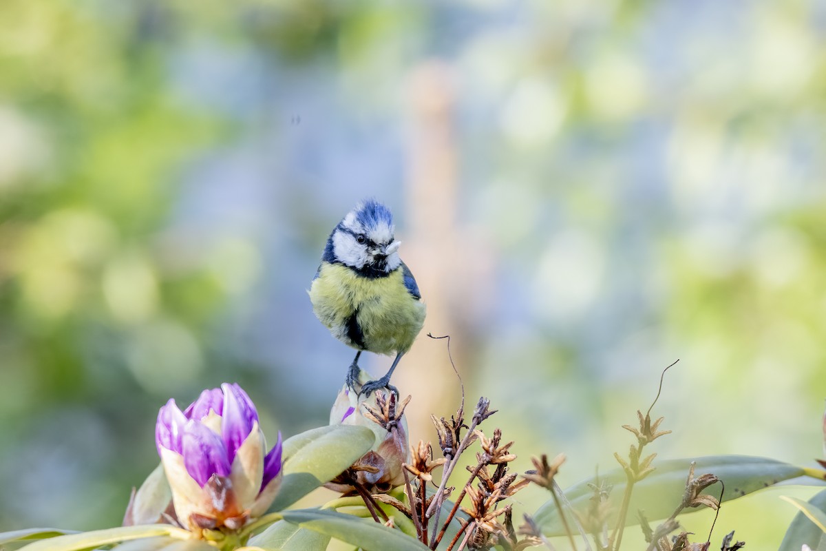 Cinciarella - ML589684561