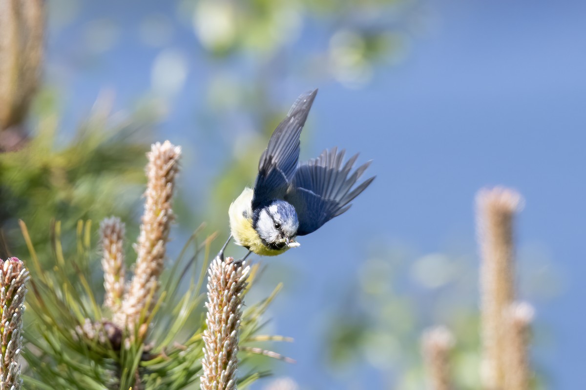 Cinciarella - ML589684571