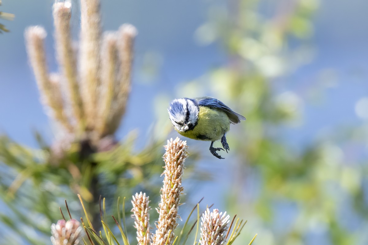 Cinciarella - ML589684591