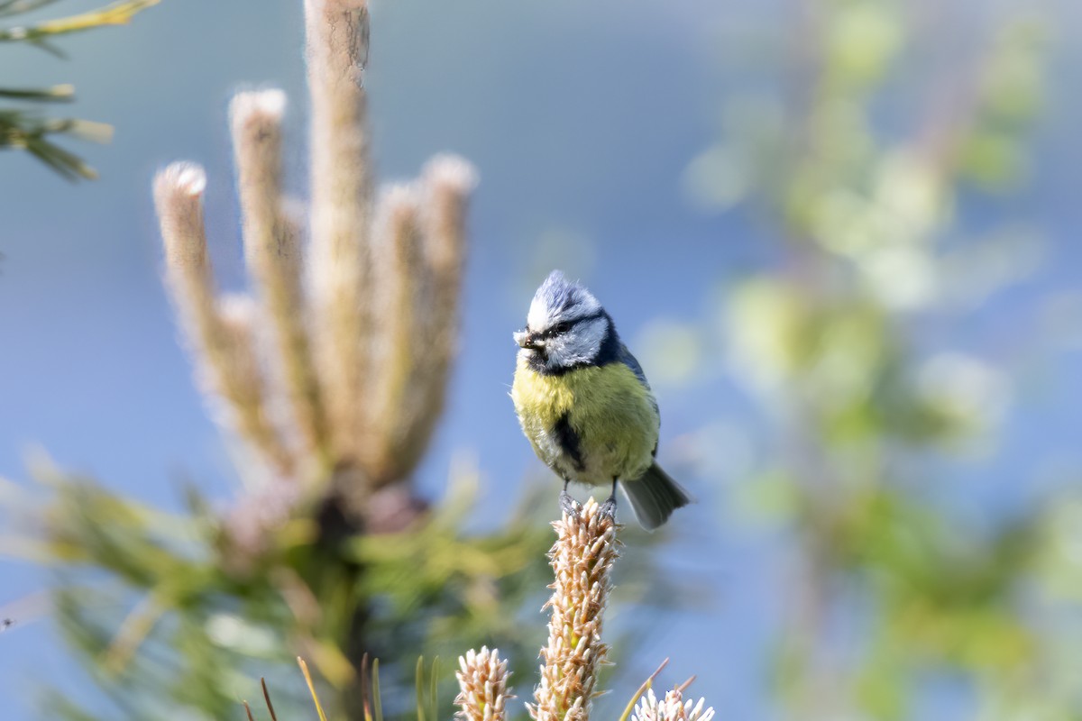 Cinciarella - ML589684601