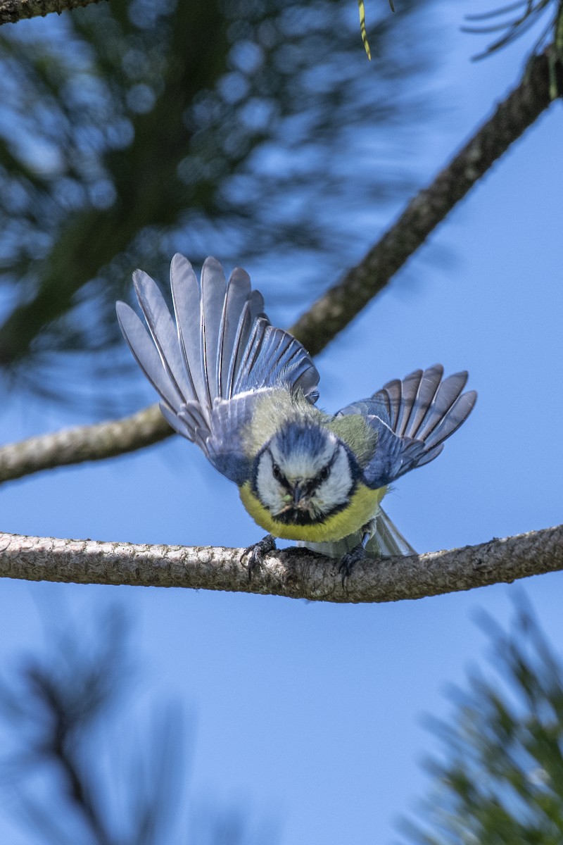 Cinciarella - ML589684611
