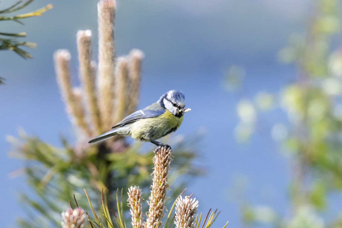 Cinciarella - ML589684621