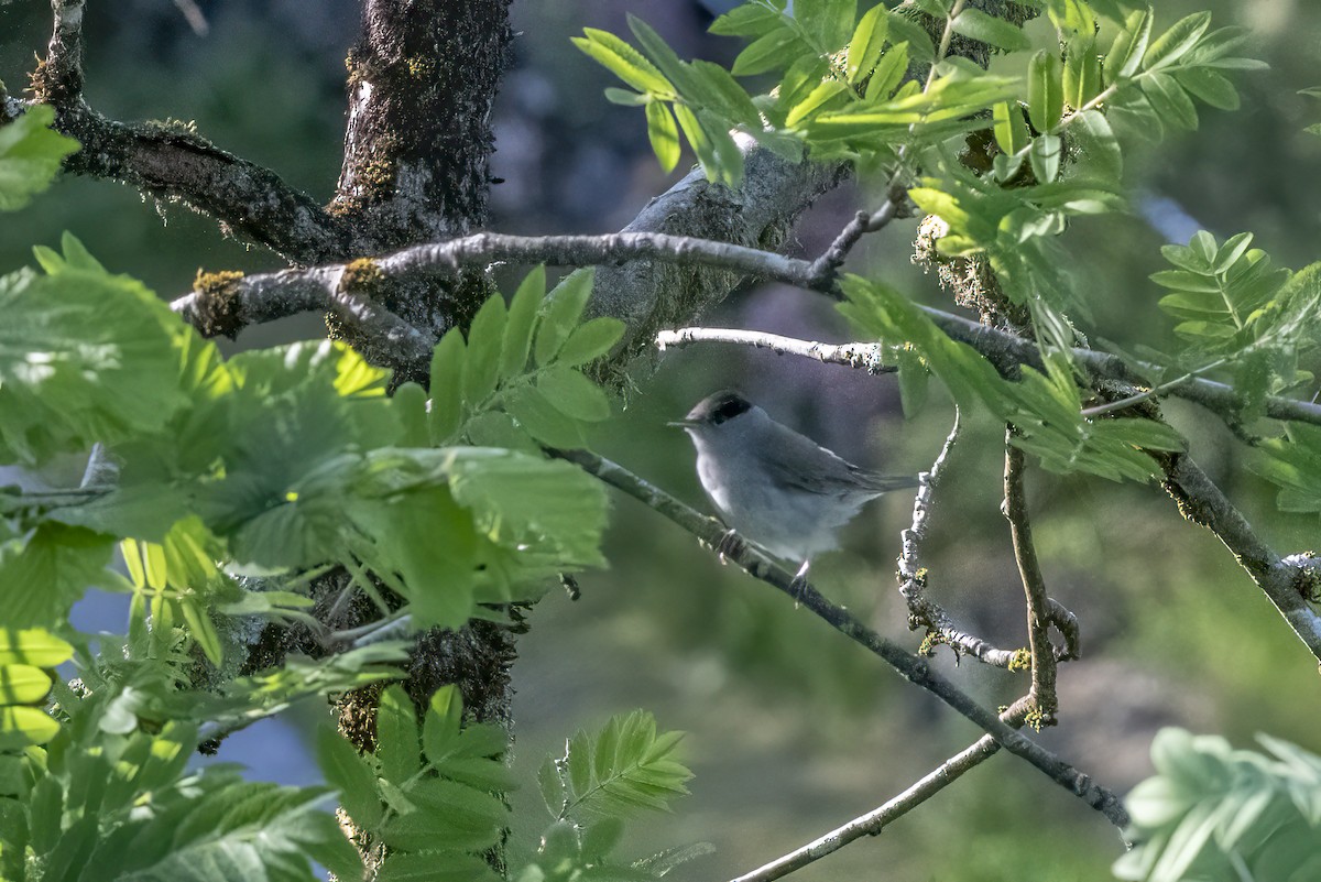 Capinera - ML589684851