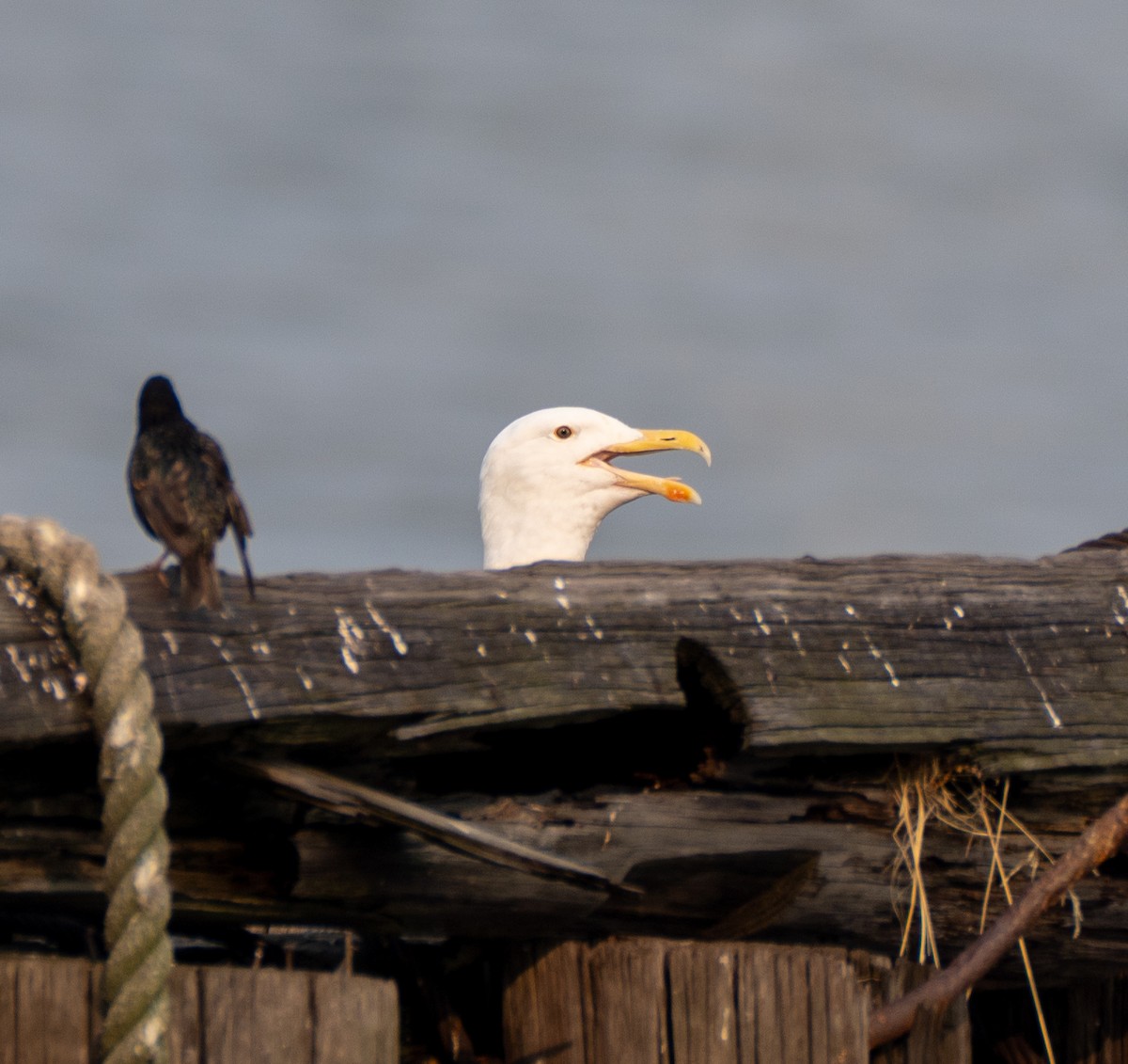 Great Black-backed Gull - ML589684931