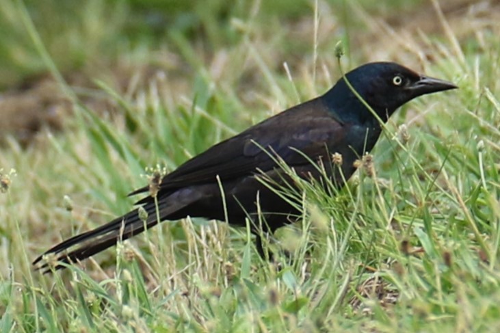 Common Grackle - michael vedder