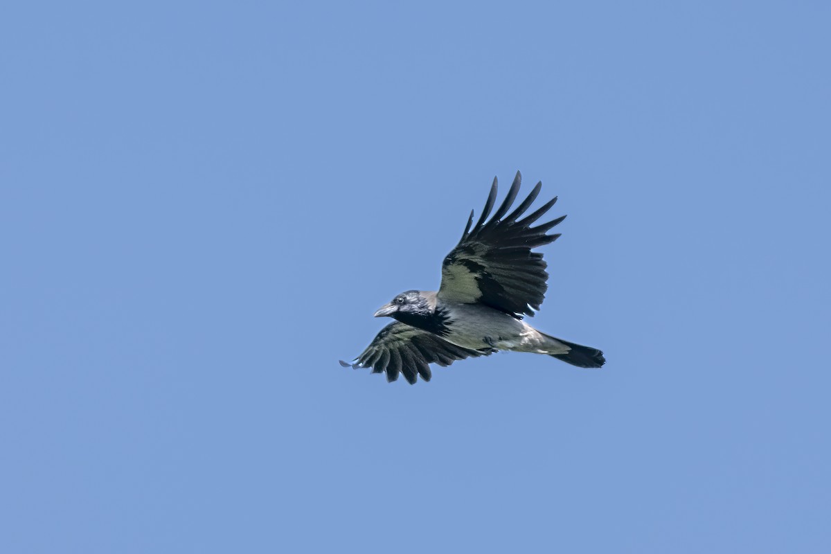 Cornacchia grigia - ML589686381