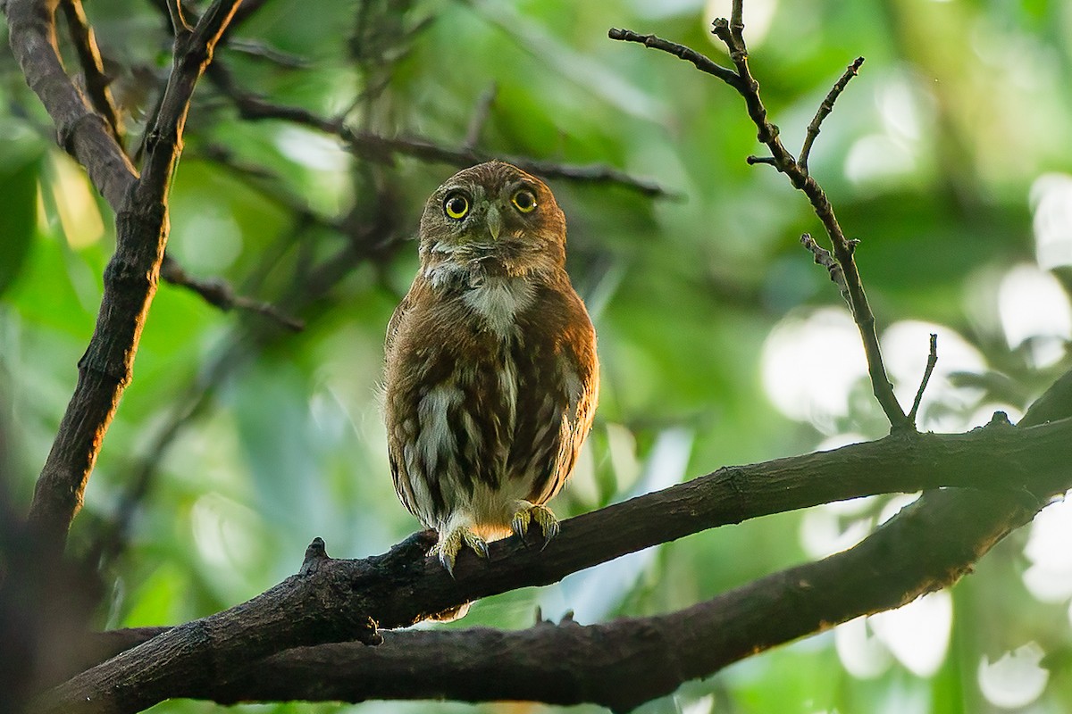 Ferruginous Pygmy-Owl - Francesco Veronesi