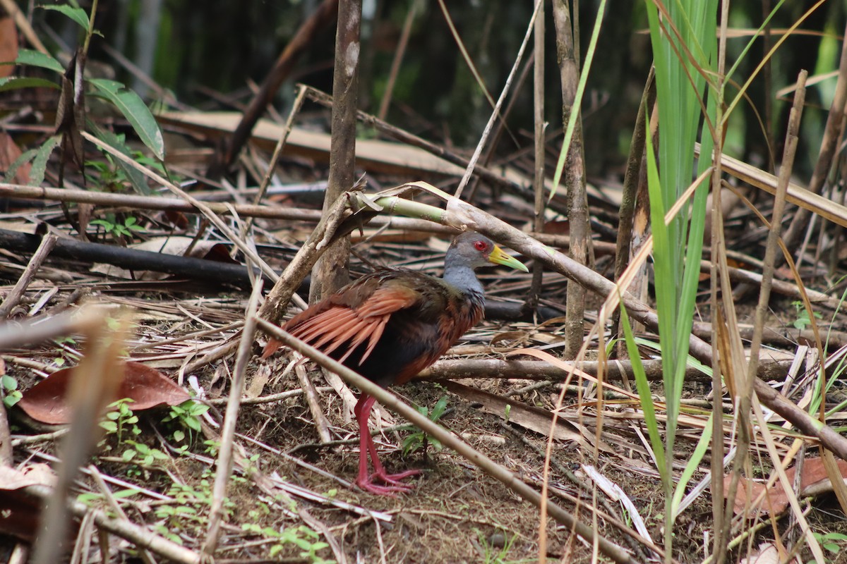 Gray-cowled Wood-Rail - ML589687171