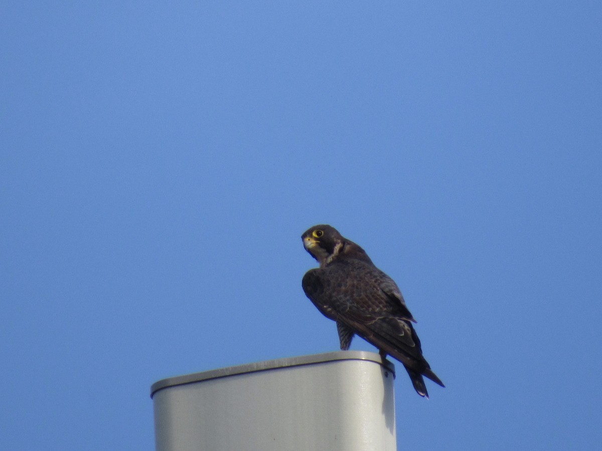 Peregrine Falcon - ML589687501