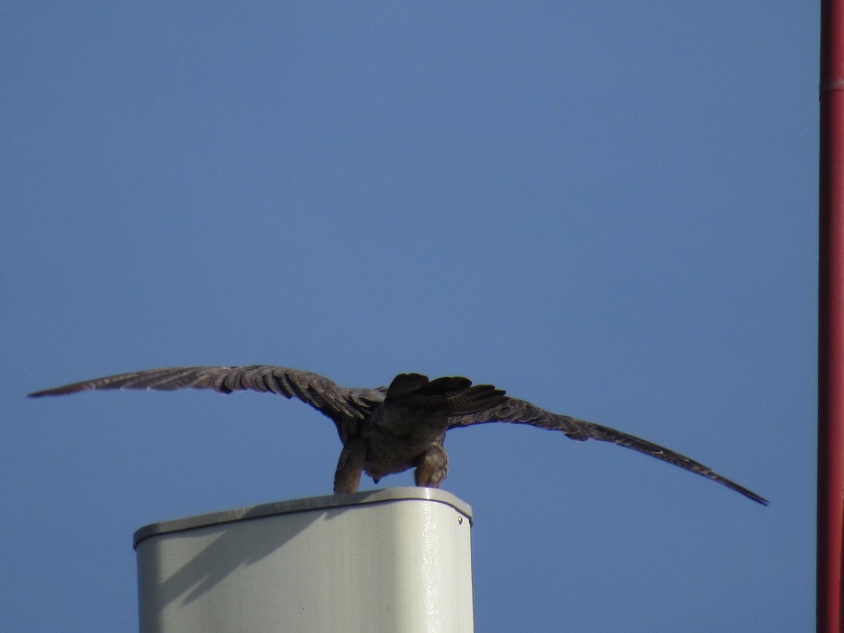 Peregrine Falcon - ML589687511