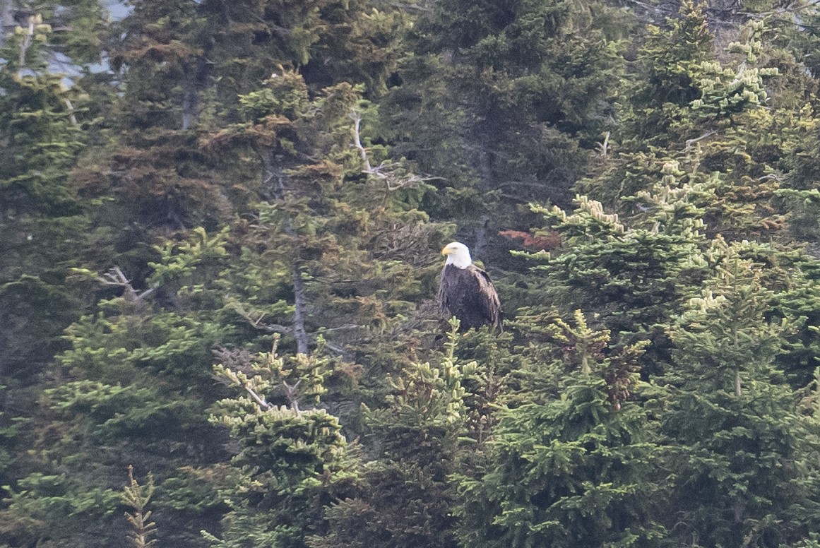 Bald Eagle - ML589688051