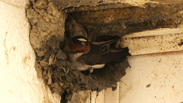 サンショクツバメ（pyrrhonota グループ） - ML589690641