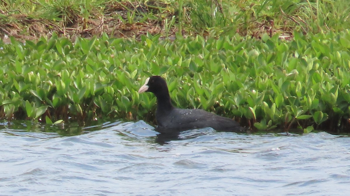 Eurasian Coot - ML589690701