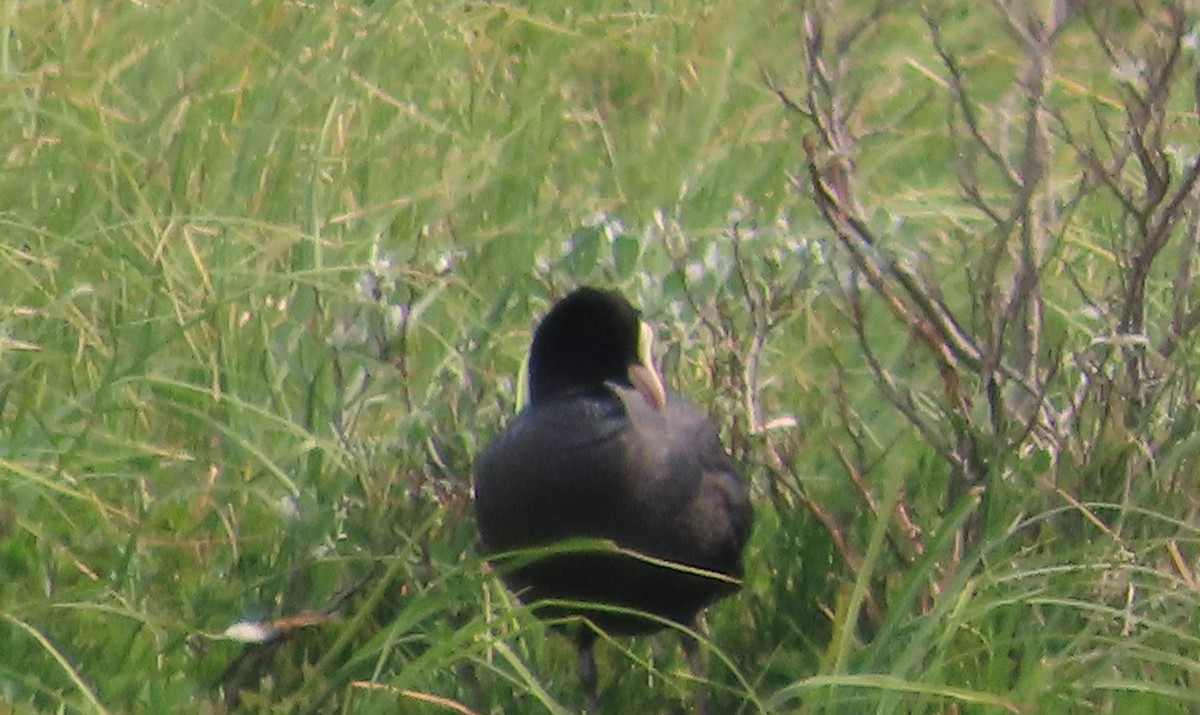 Eurasian Coot - ML589690941