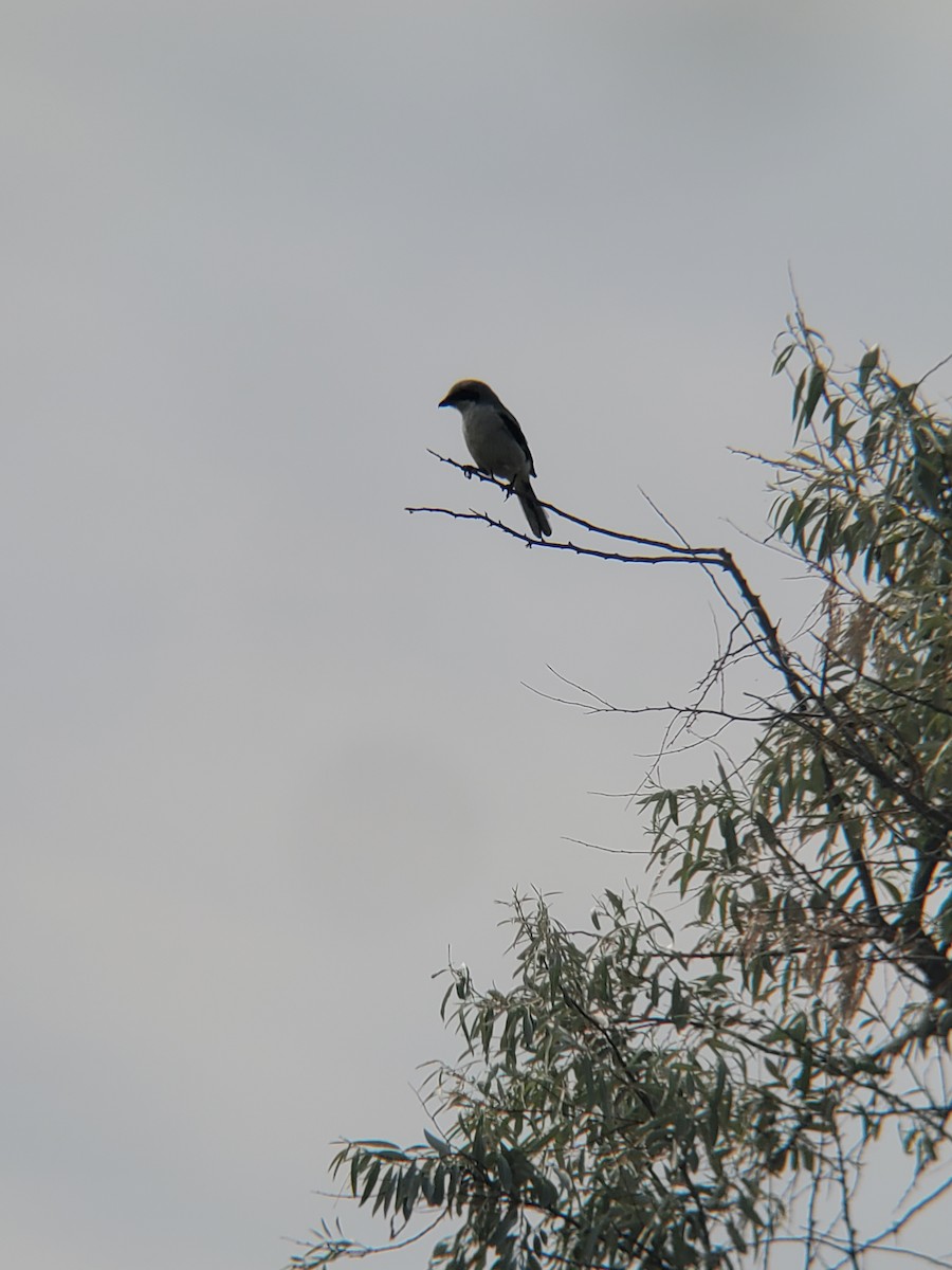 Loggerhead Shrike - ML589691441