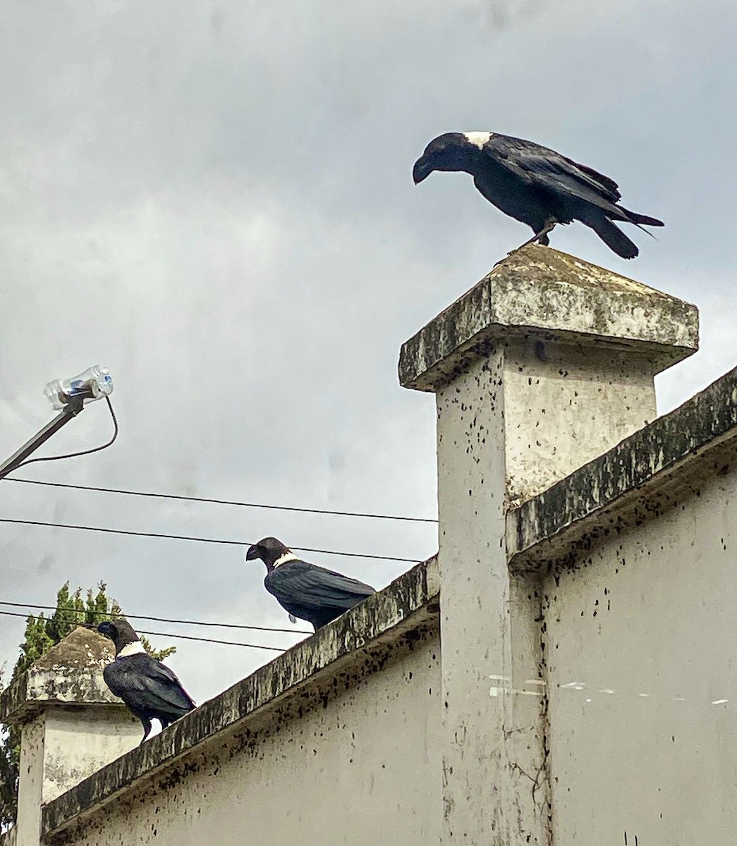 White-necked Raven - ML589691611