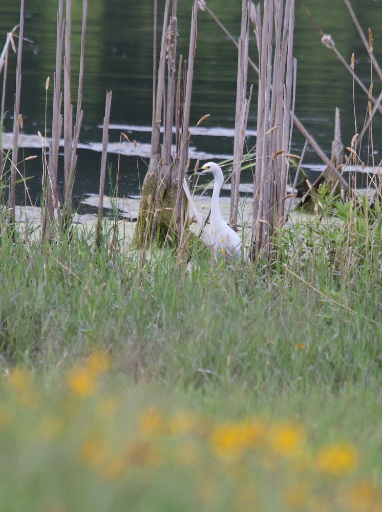 Snowy Egret - ML589692101