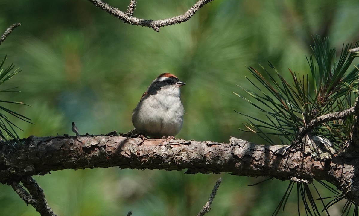 Chipping Sparrow - ML589692711